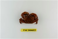 藏品(絨毛近方蟹)的圖片